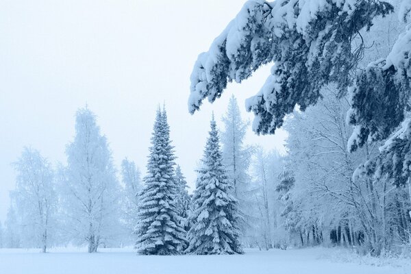 Schnee auf Kiefernästen im Wald