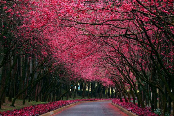 Cherry blossom Alley during its flowering