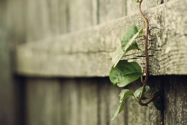 A small branch of greenery on an old fence as a symbol of willpower