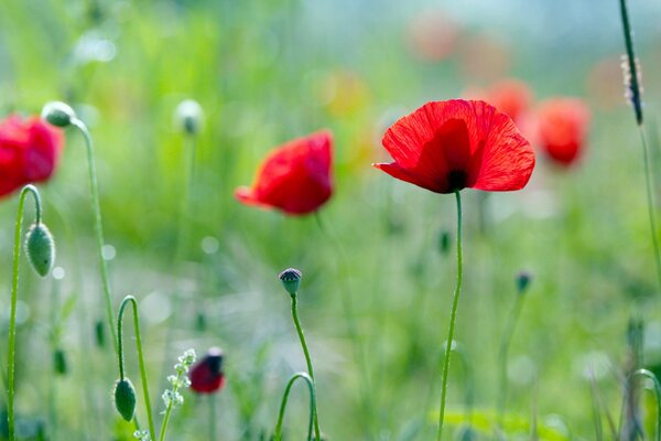 Red poppies on a green field in summer