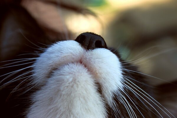 Gato blanco y negro con un hermoso bigote