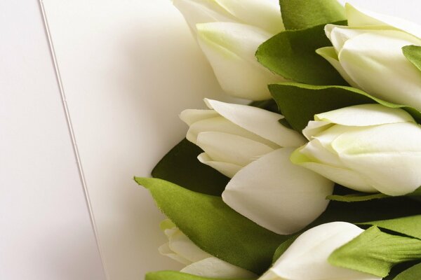 Bouquet de tulipes blanches sur fond blanc