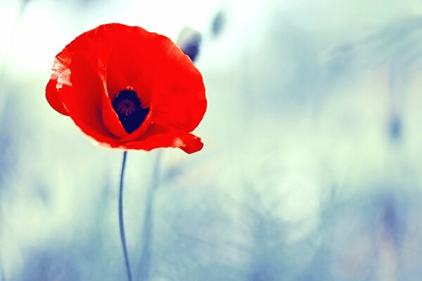 A lonely red poppy on a blurry background