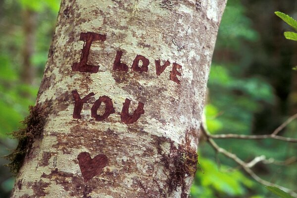 I love you is written on the tree