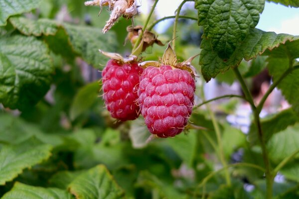 Sweet raspberry berry, beckoned to you