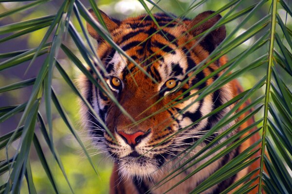 Tigre escondido detrás de ramas acampanadas