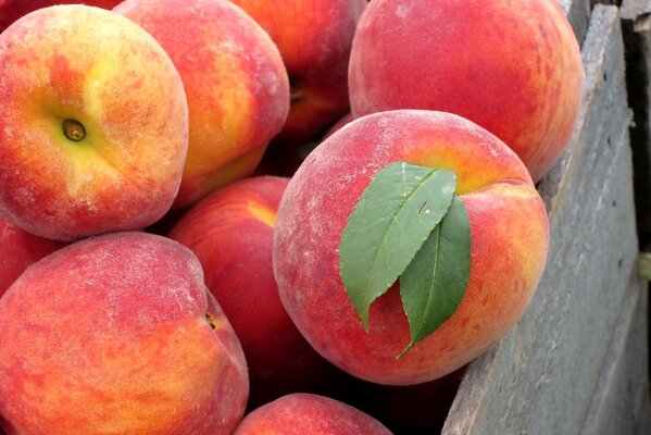 Fruits of peaches in a box taken in close-up