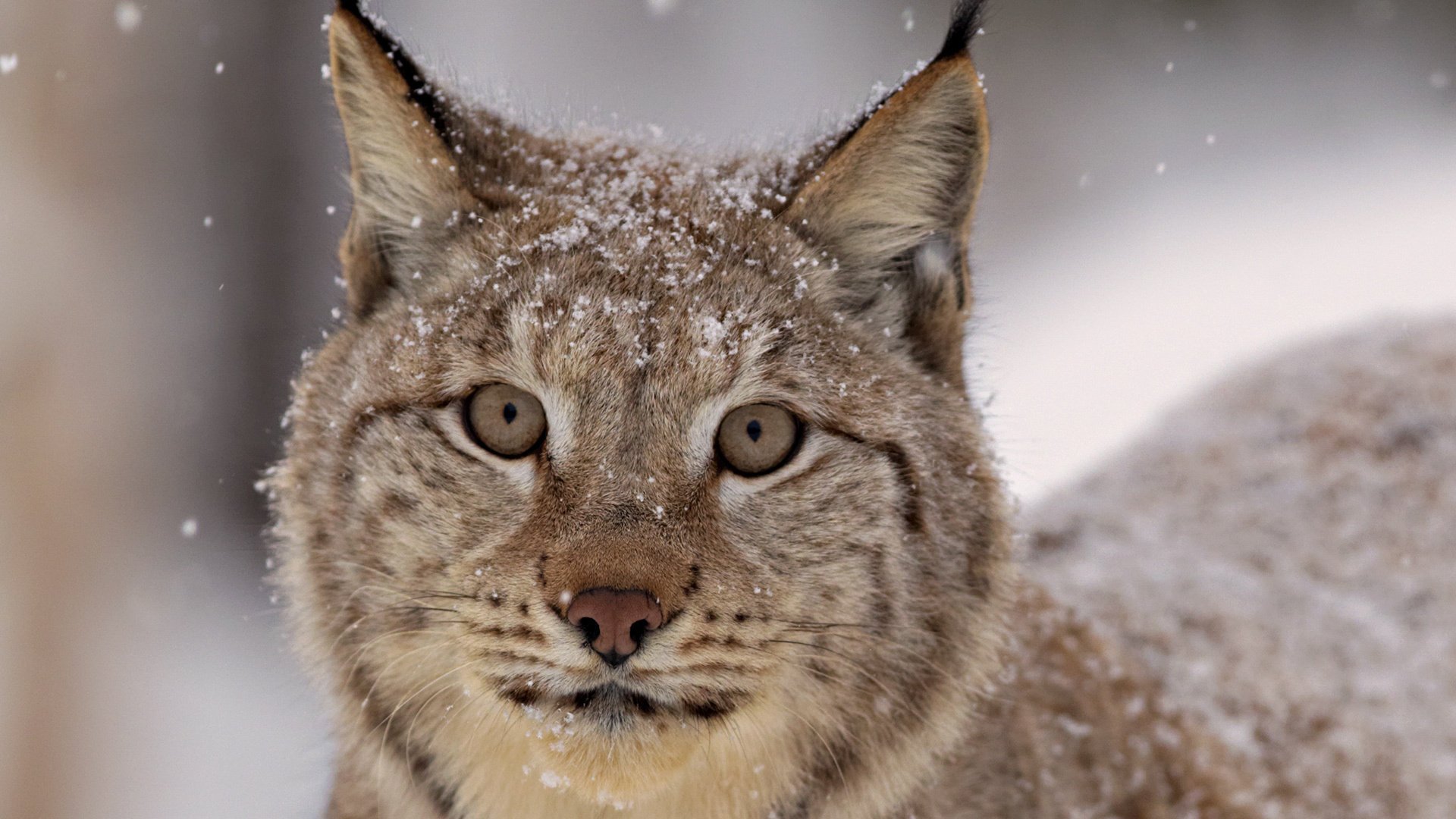 lynx look snow