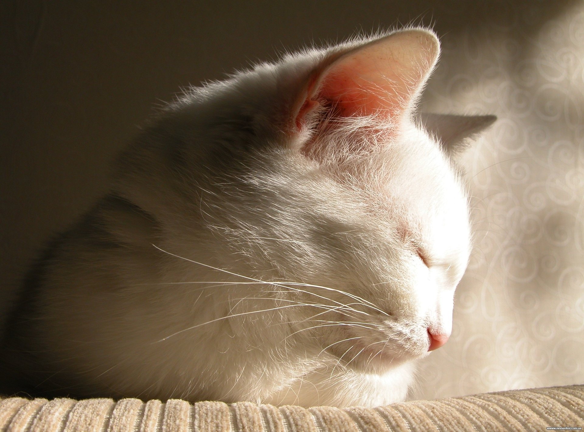 cat falls asleep white the beauty