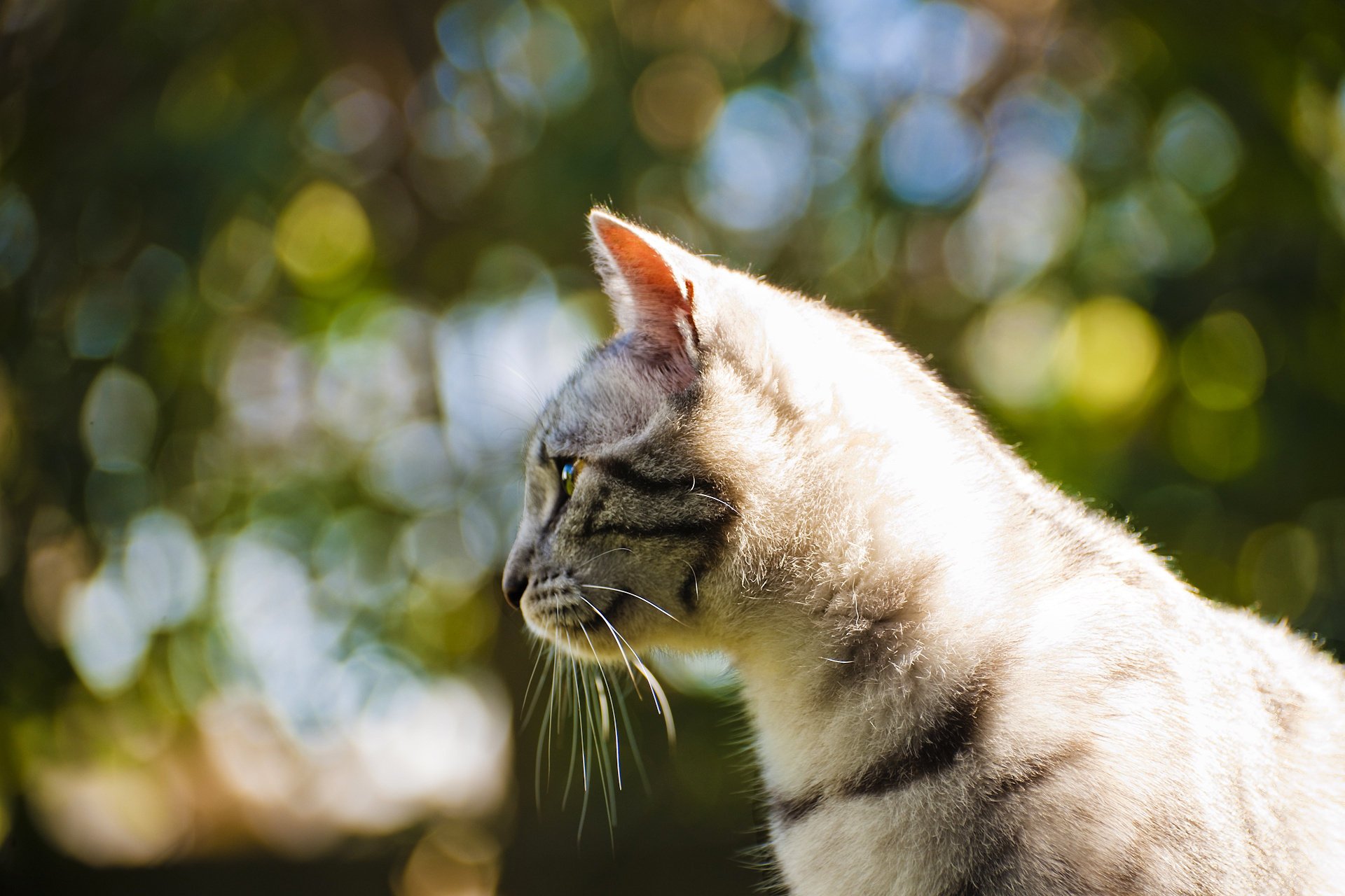 chat flou yeux fond moustache laine photo chat