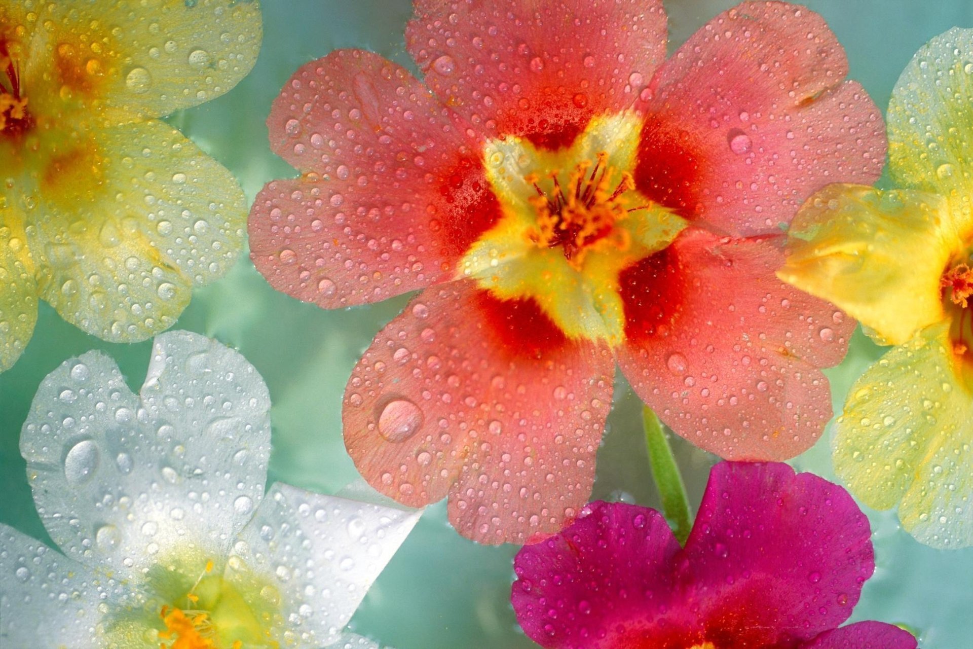 gros plan divers gouttes fleurs rosée