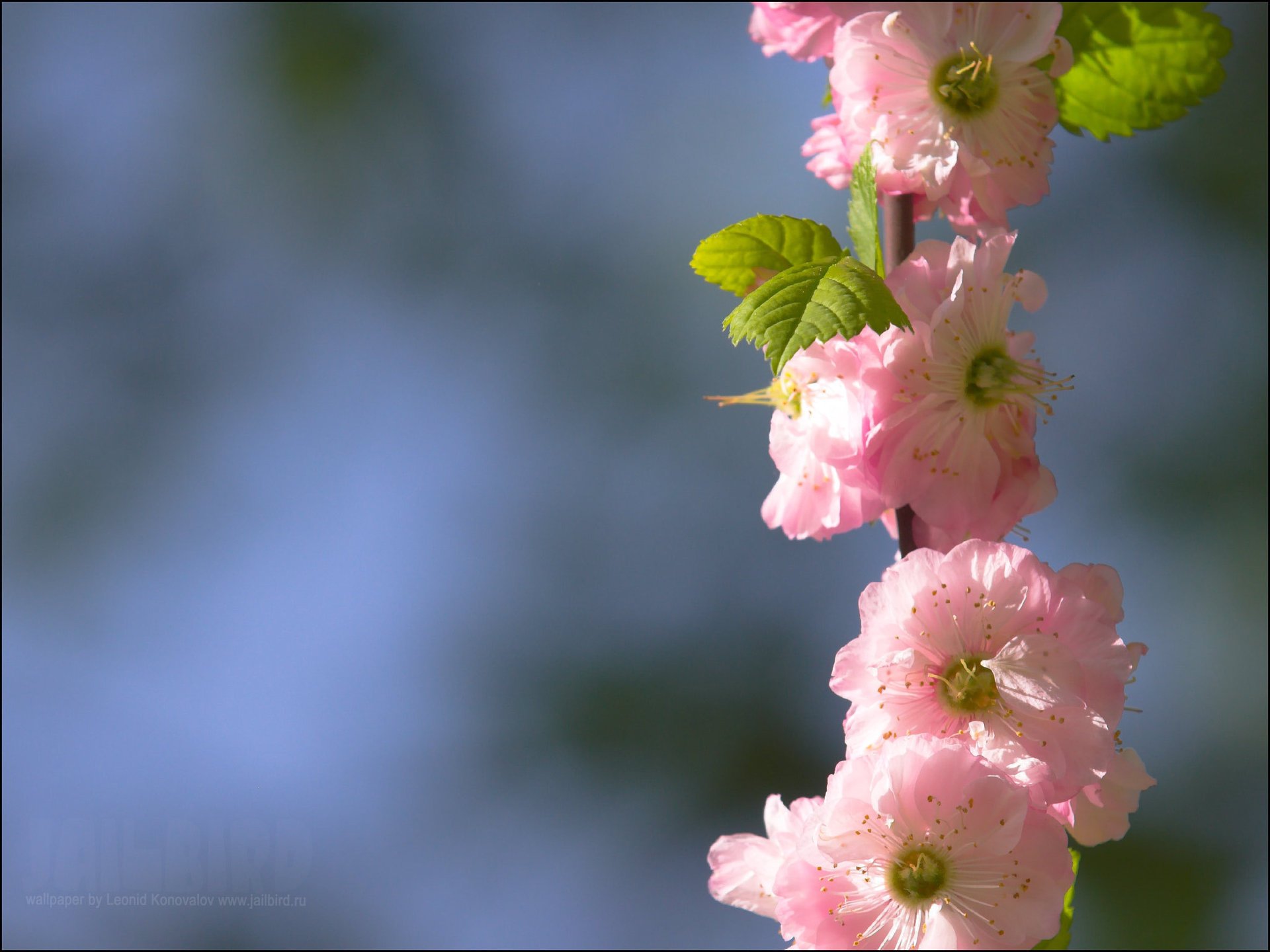 varios flores paisaje