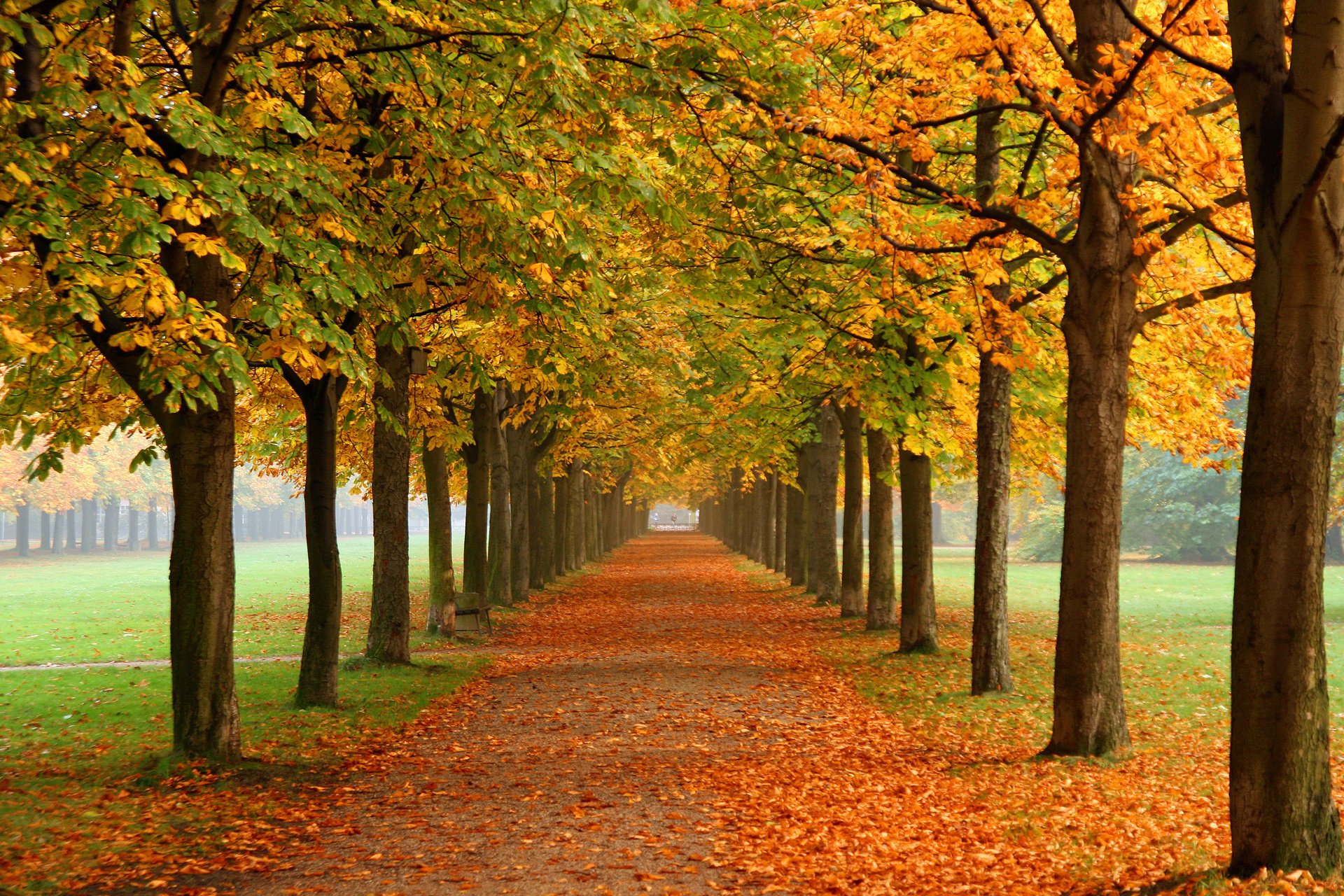 natur kastanien herbst park alea