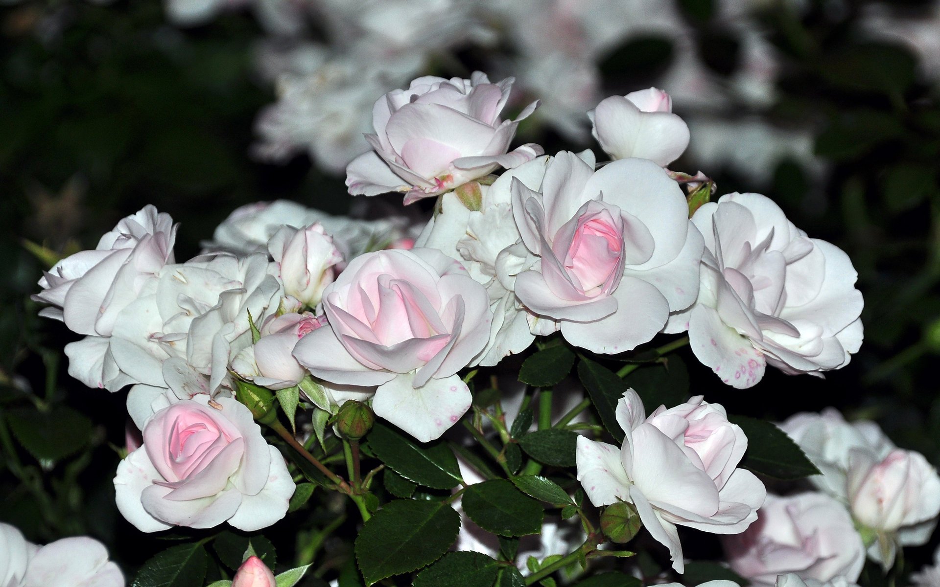 blumen weiß blumenstrauß zart rosen