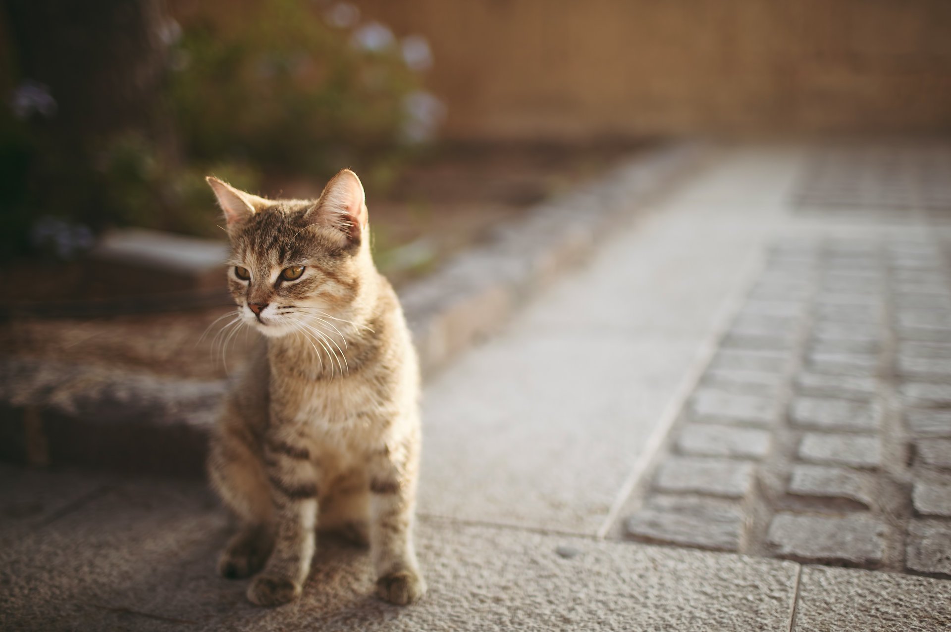 kätzchen bokeh asphalt katze