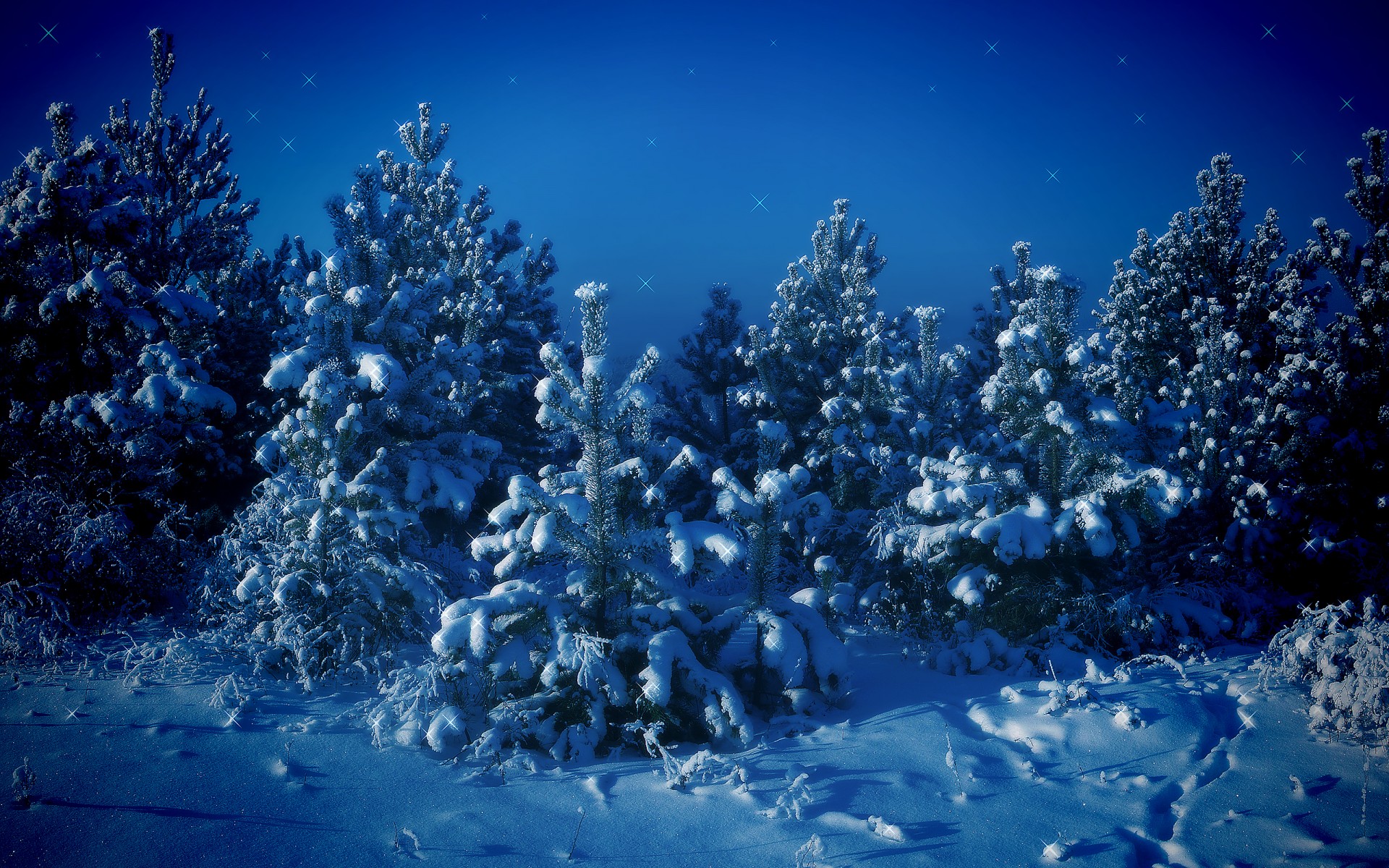 arbres de noël neige hiver arbres bleu