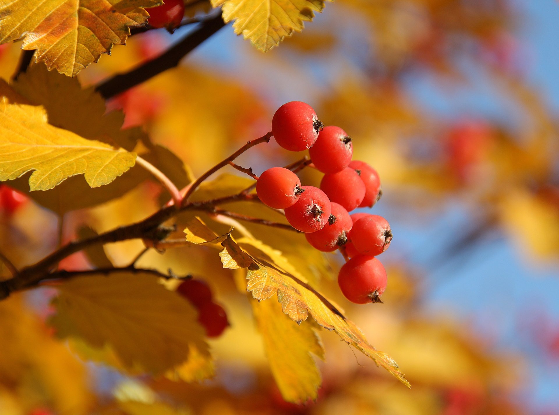 autumn yellow berry tree red rowan leave