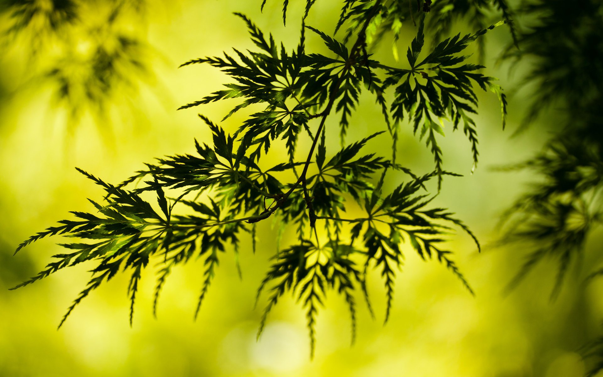 plant foliage sprig greens leave