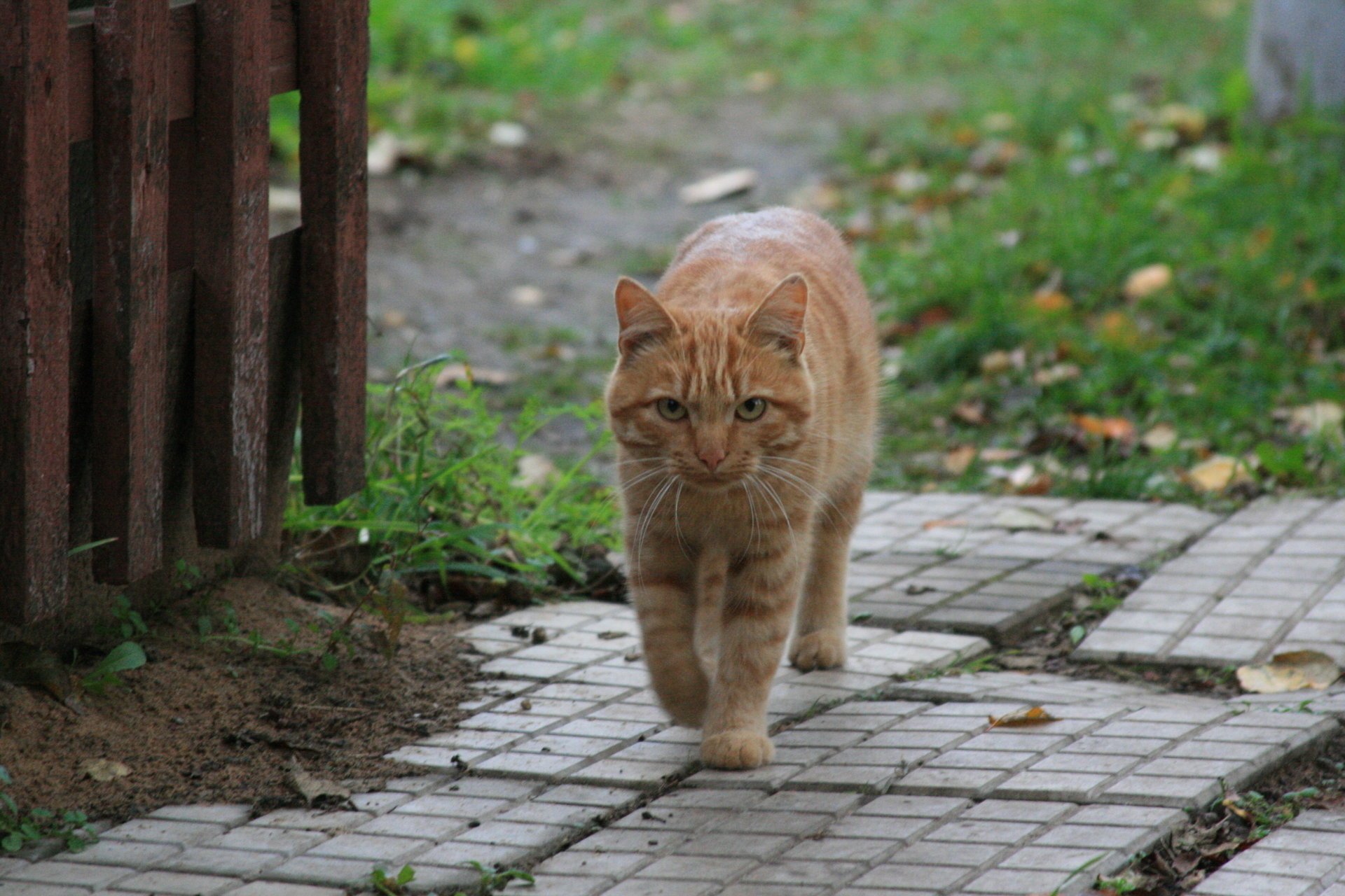 кот животное прогулка деревня кошки взгляд рыжий