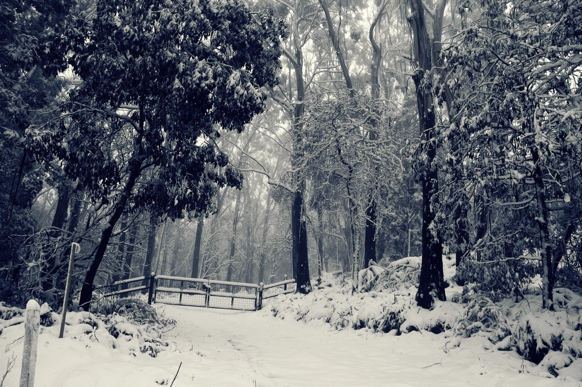 forêt neige arbres hiver