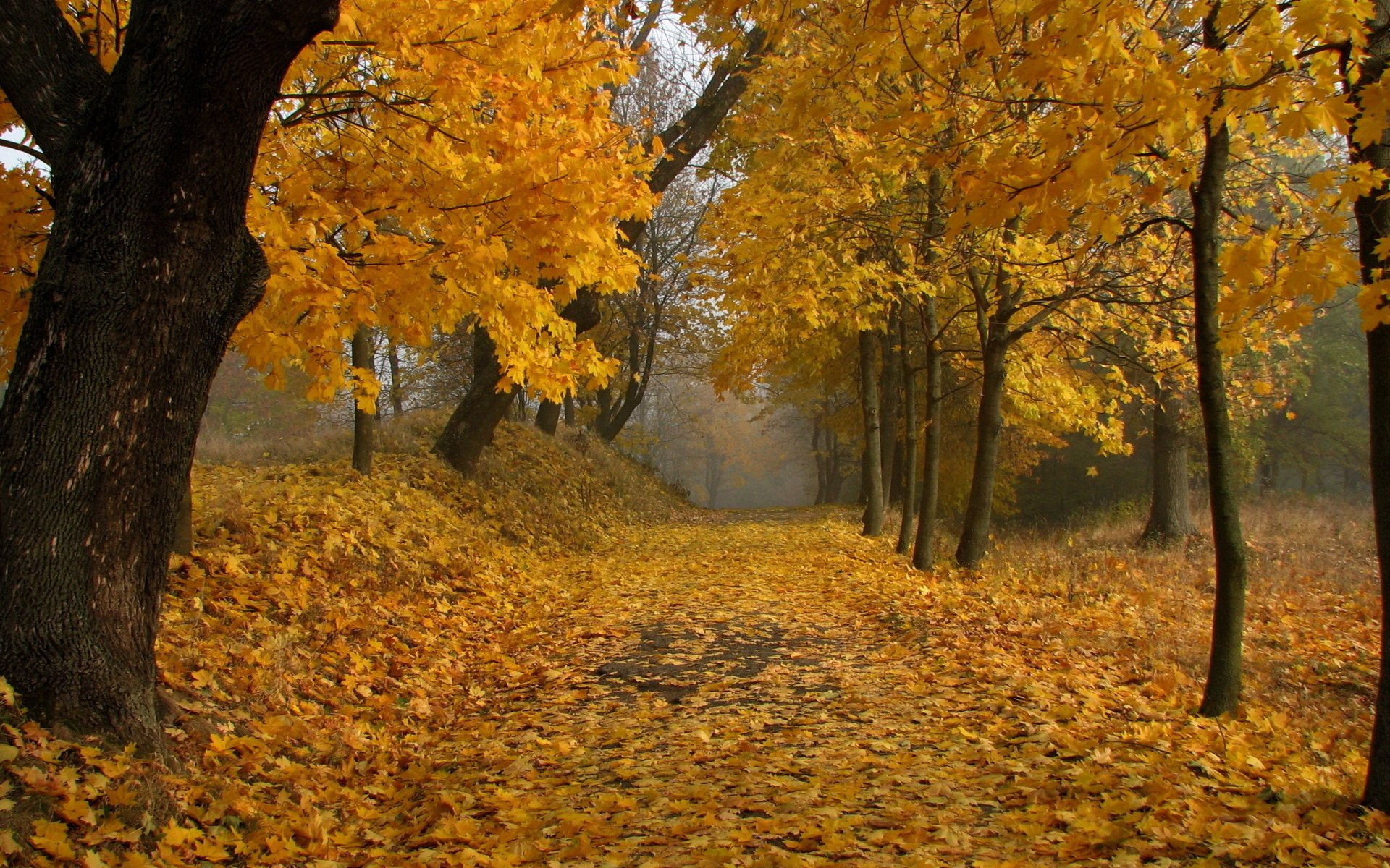 осень листья парк