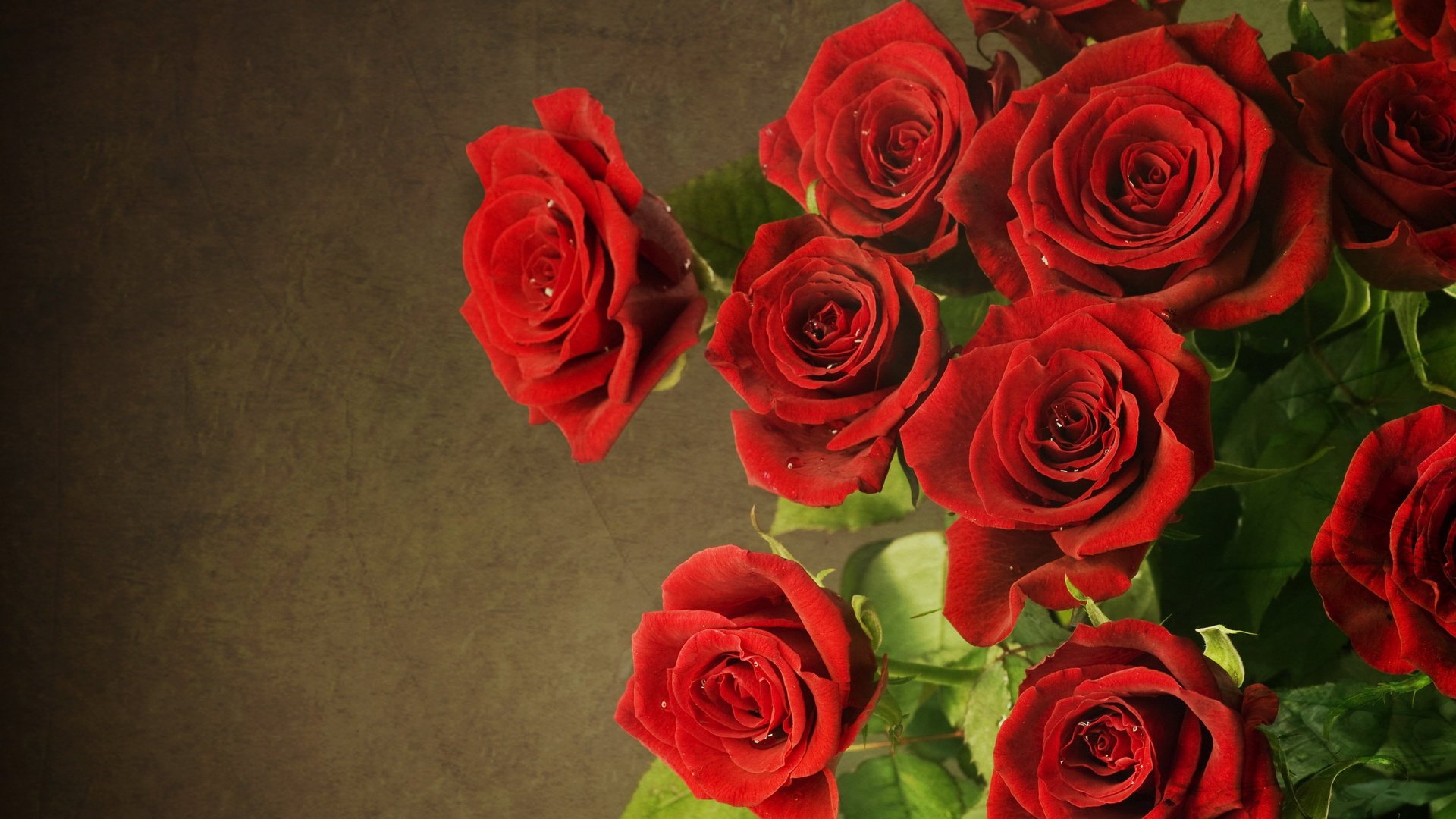 rouges red fleurs roses flowers roses