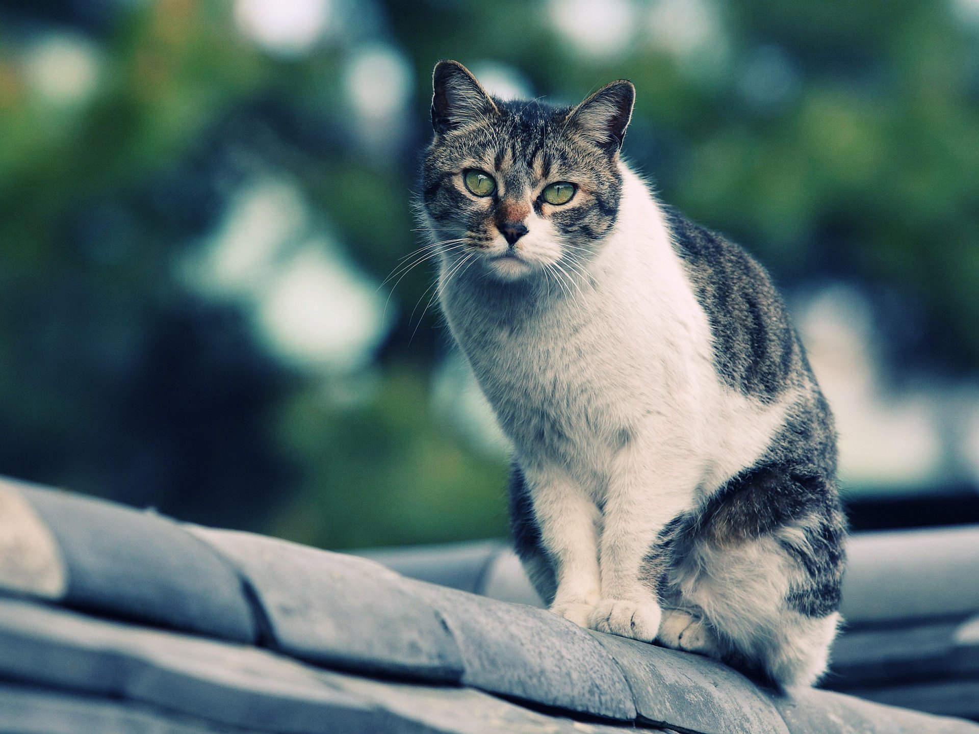 chat sur le toit à la recherche