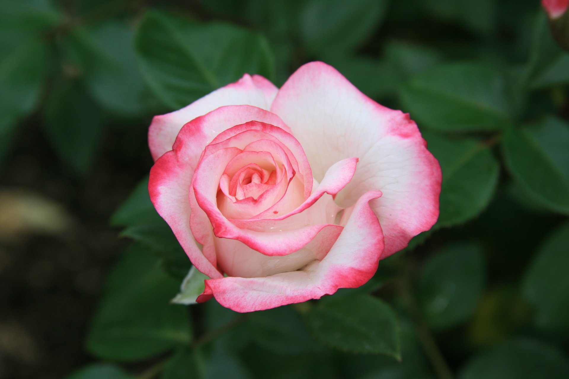 naturaleza belleza flores rosas rosa mañana