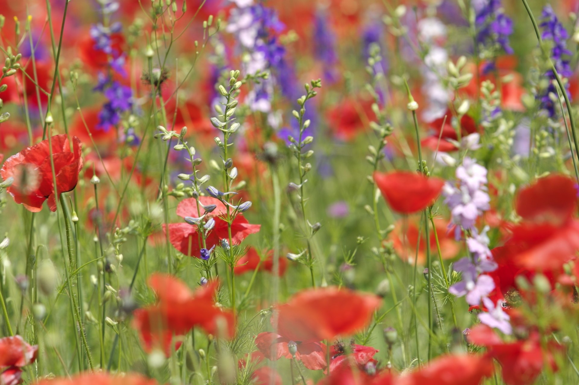 divers coquelicots sauvages fleurs