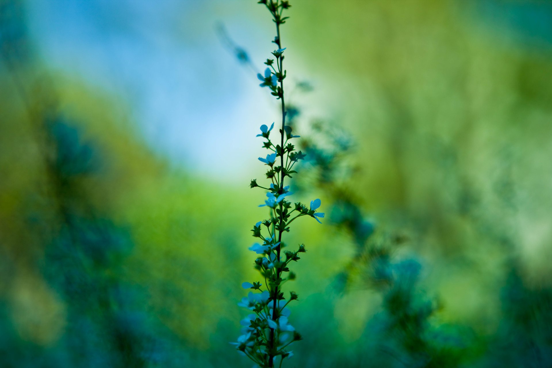 makro blumen pflanze grüns stamm zweig blau