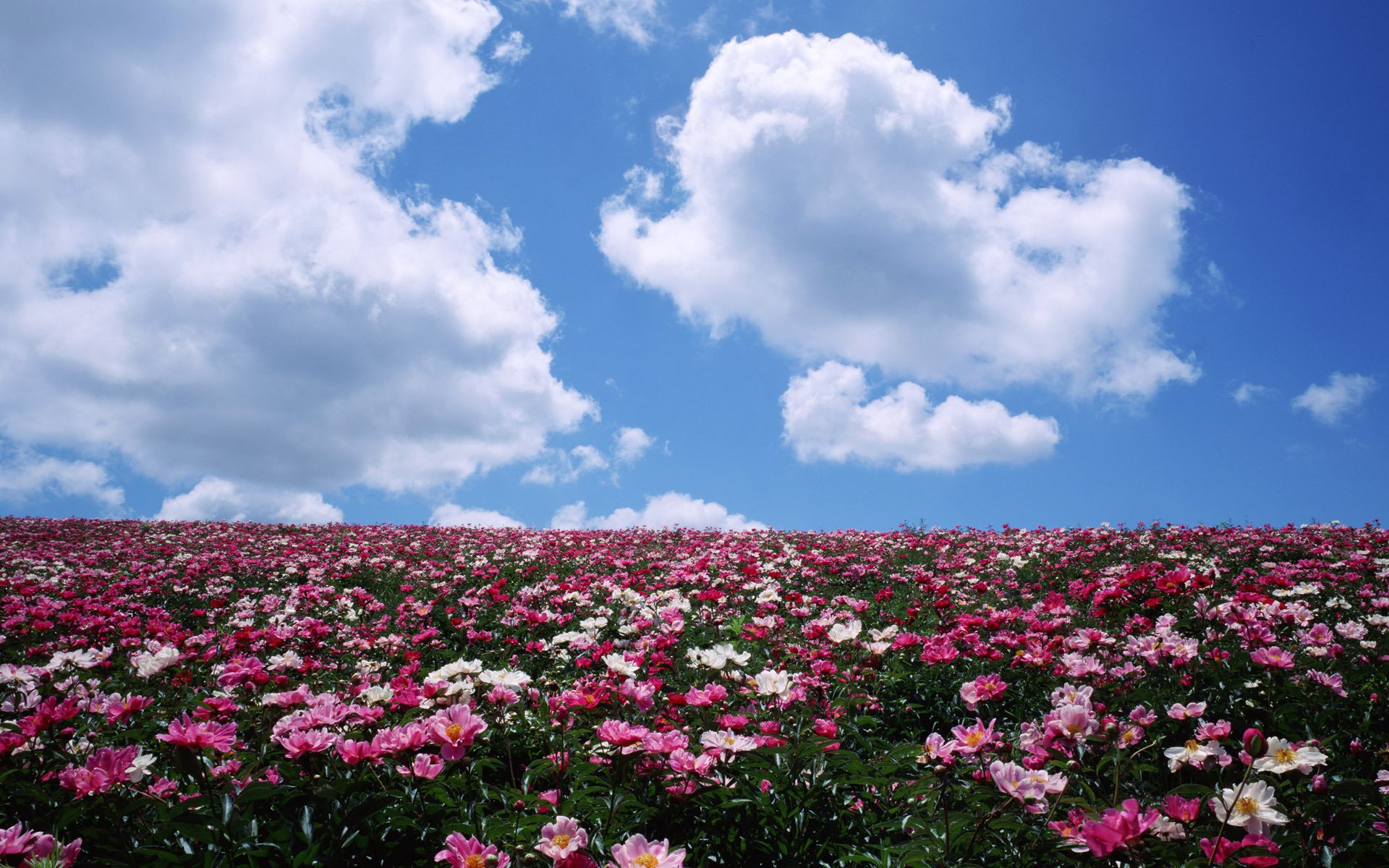 horizon peonies field clouds flower