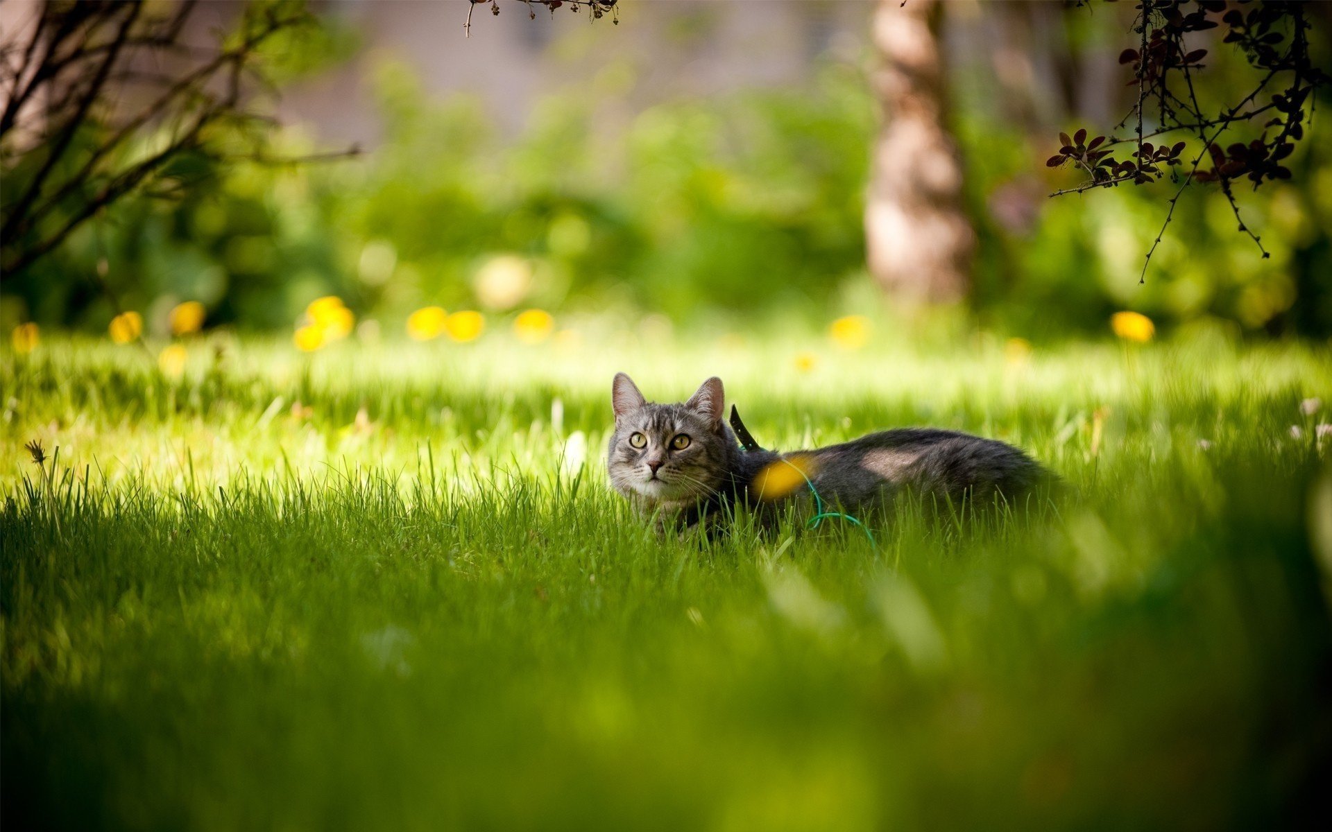 grey color glade grass green