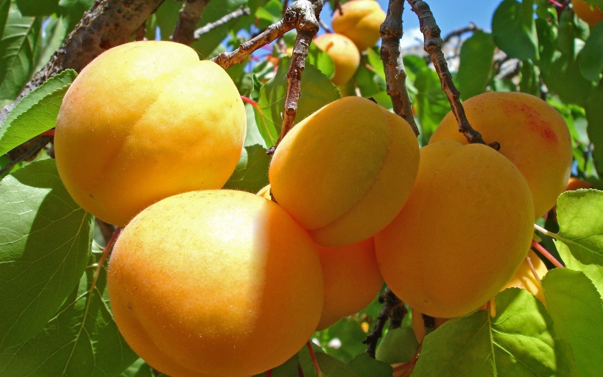 apricots tree