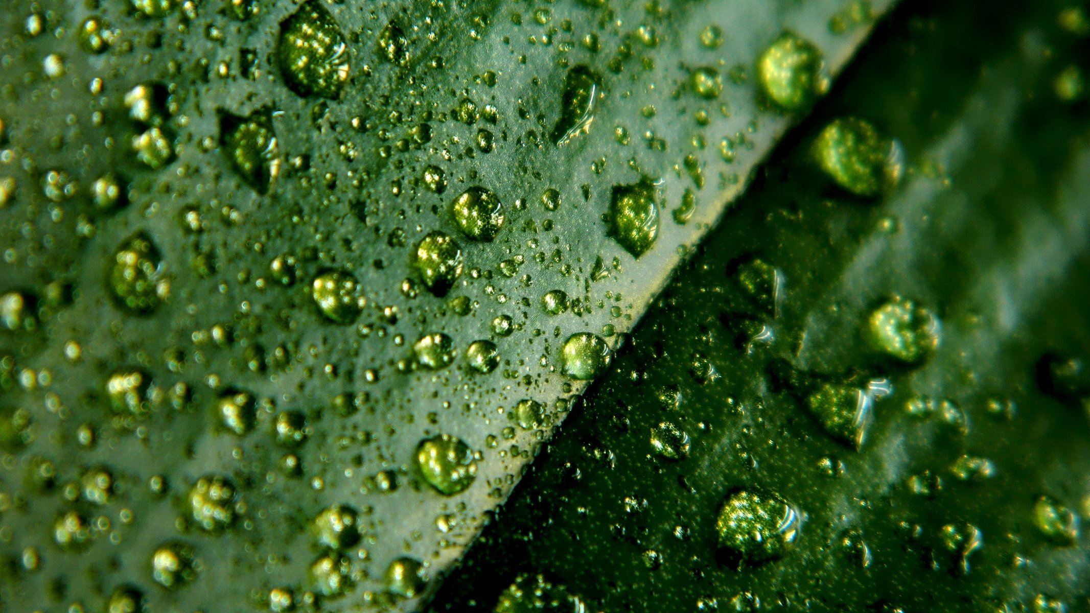 macro 4224x2376 foglia foglia gocce d acqua macro gocce d acqua