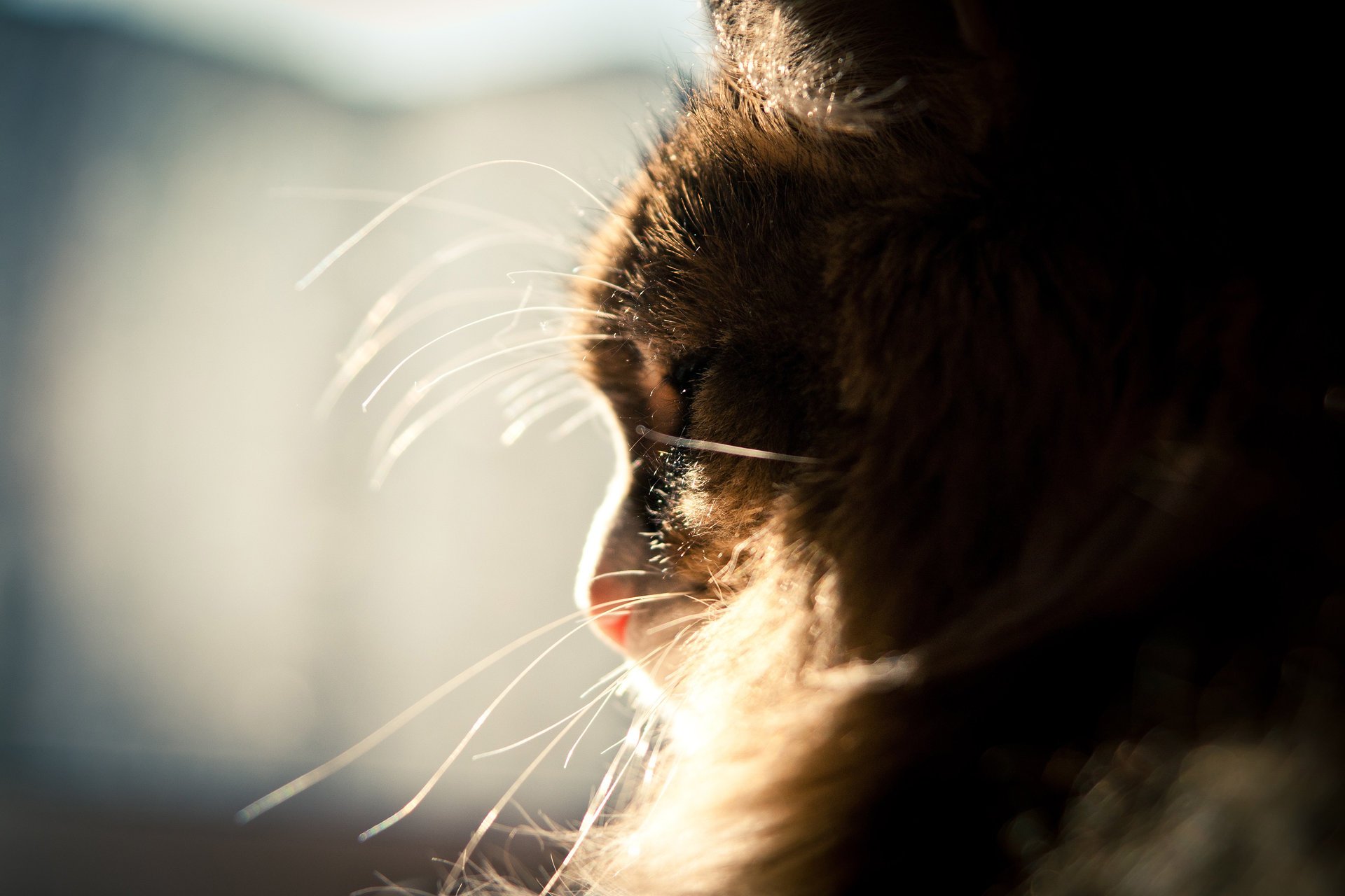 gatto sole baffi peloso finestra addormentato