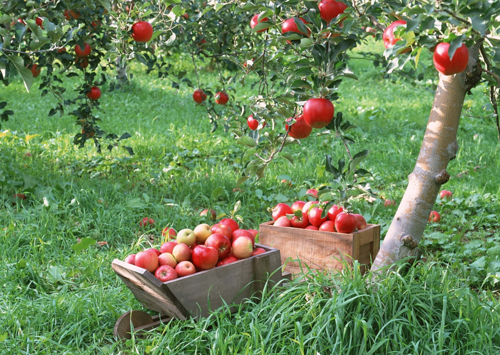 manzana caja cosecha jardín