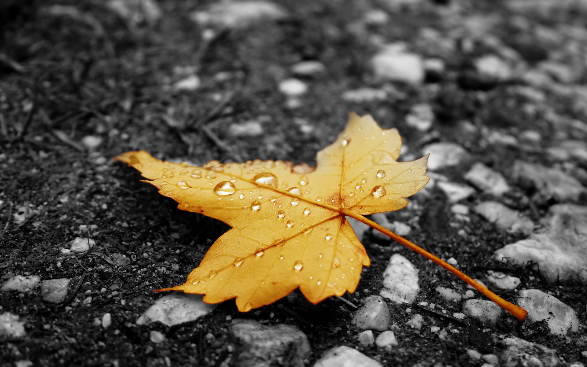 feuille automne jaune pluie gouttelettes asphalte