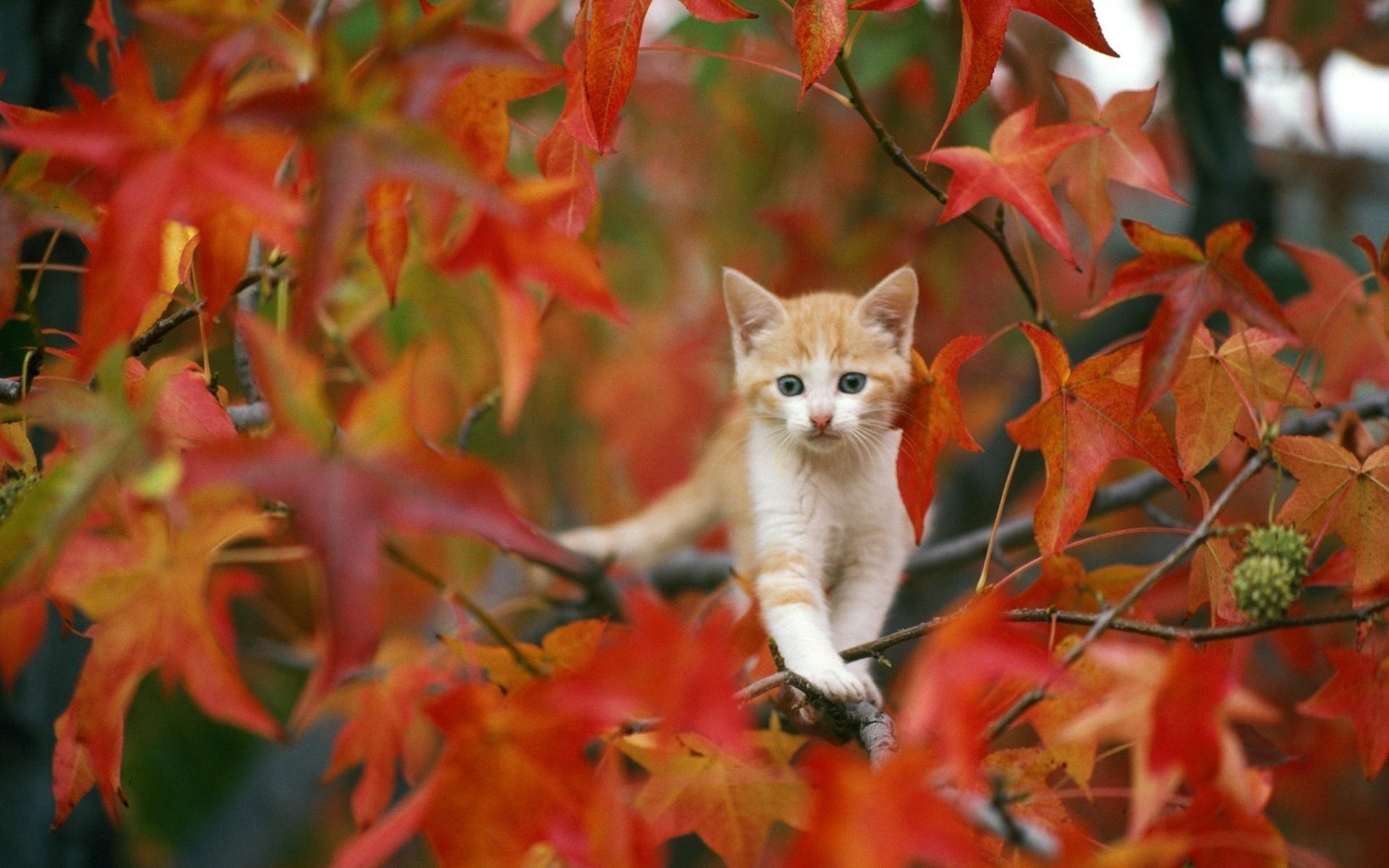 autunno foglie gattino