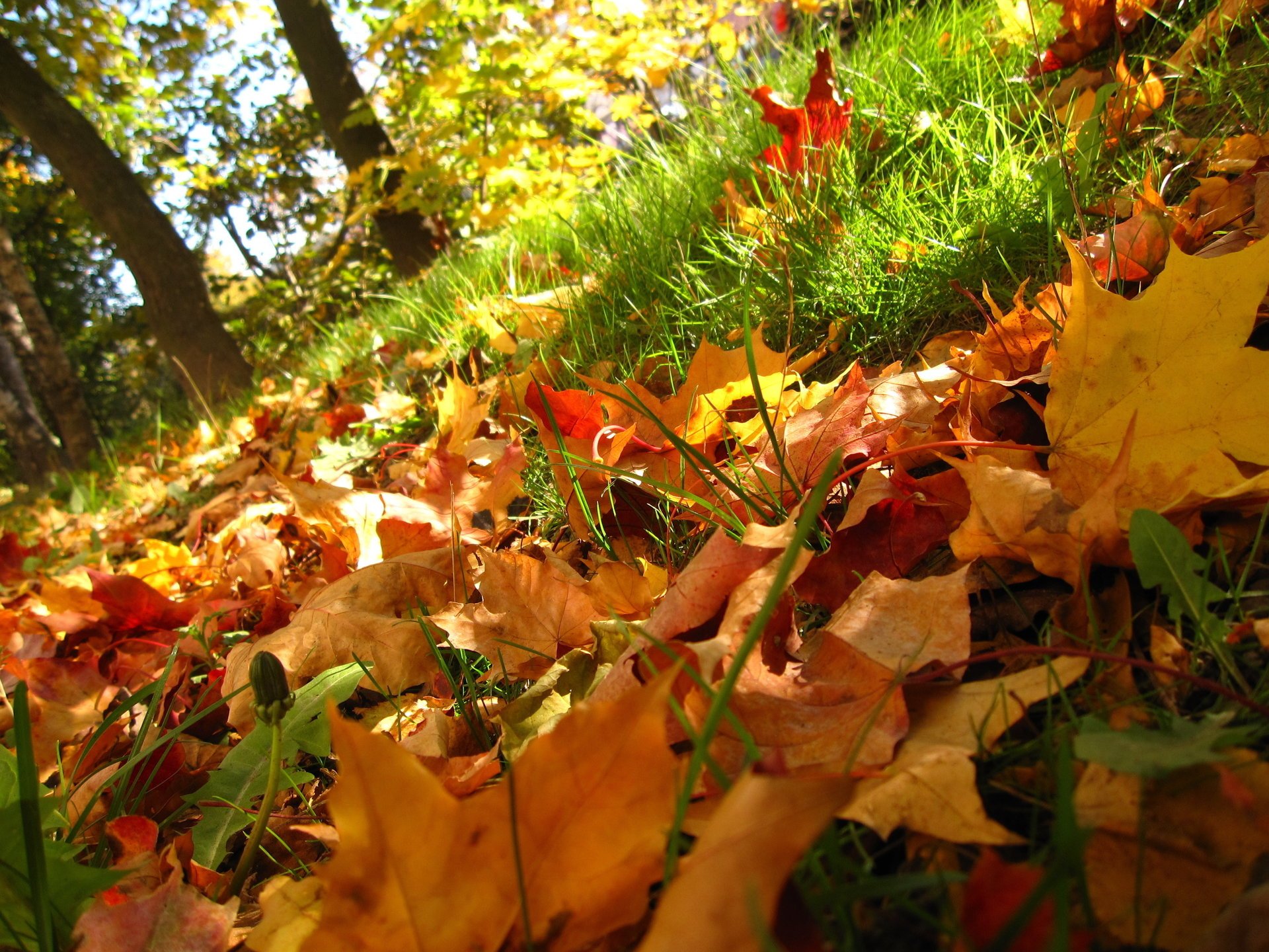 nature trees grass autumn leave