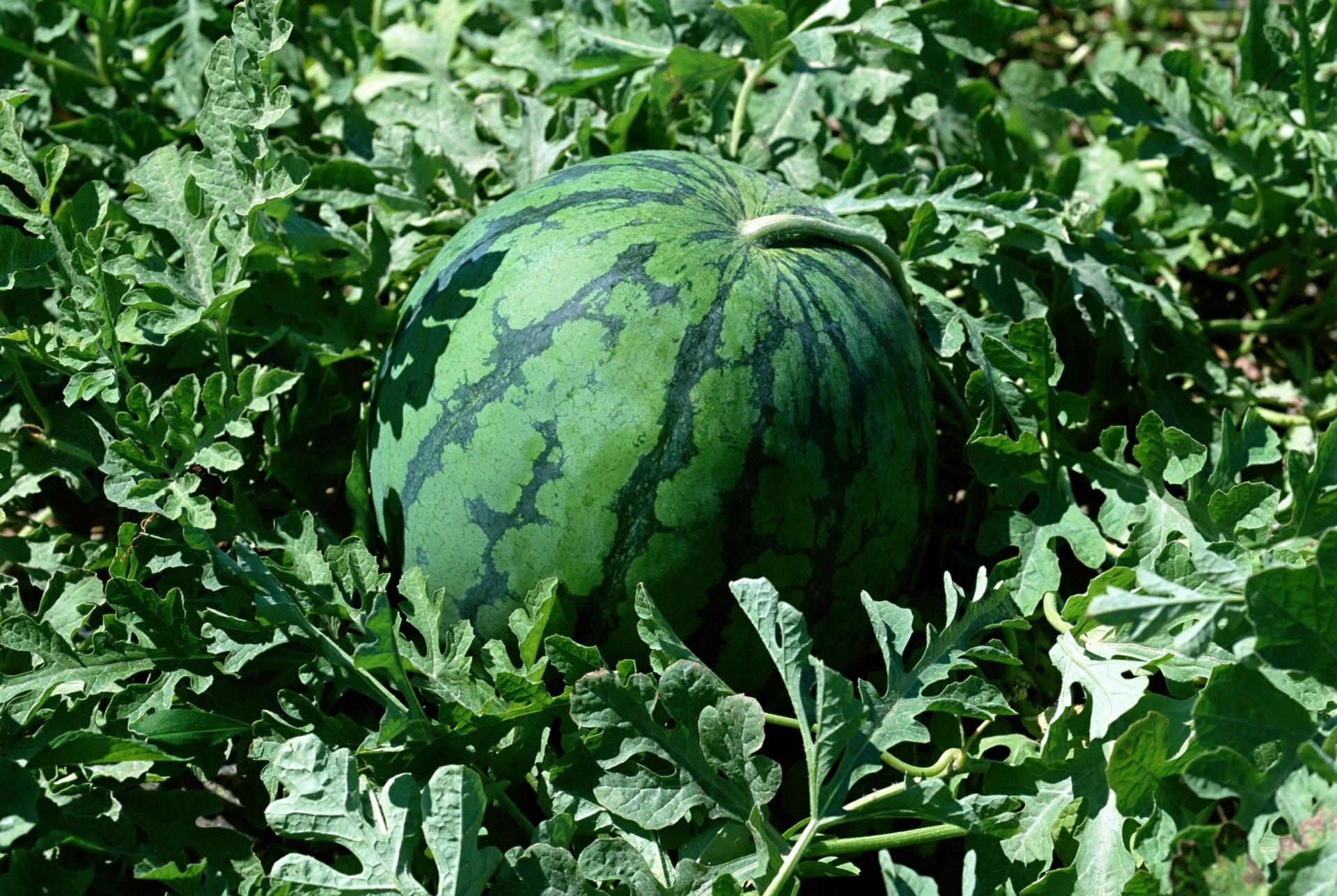 watermelon grass bed