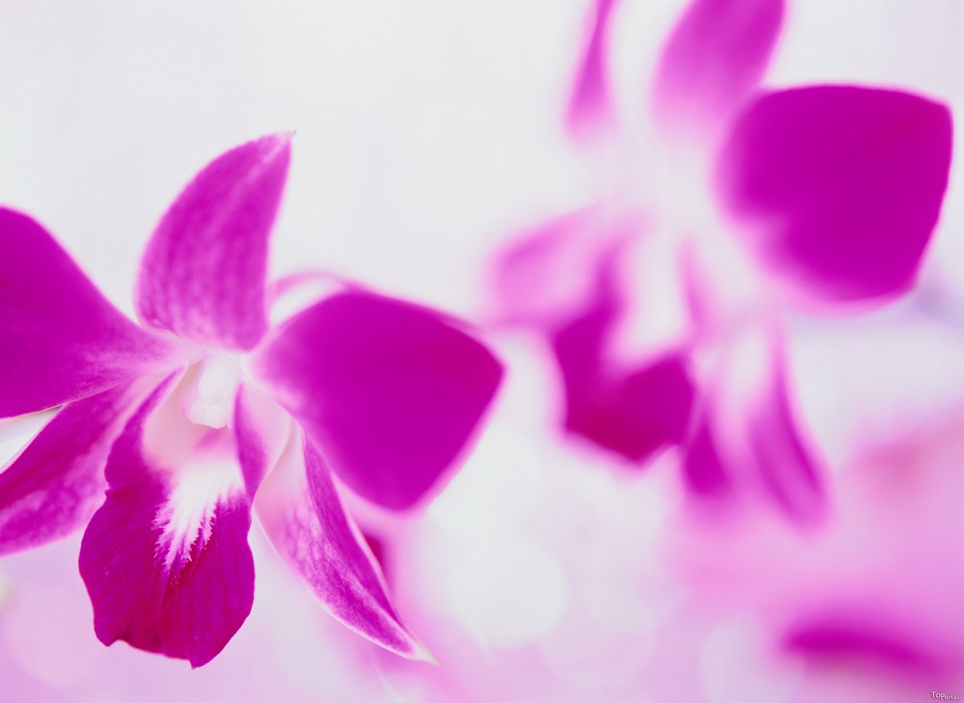 flowers pink white background