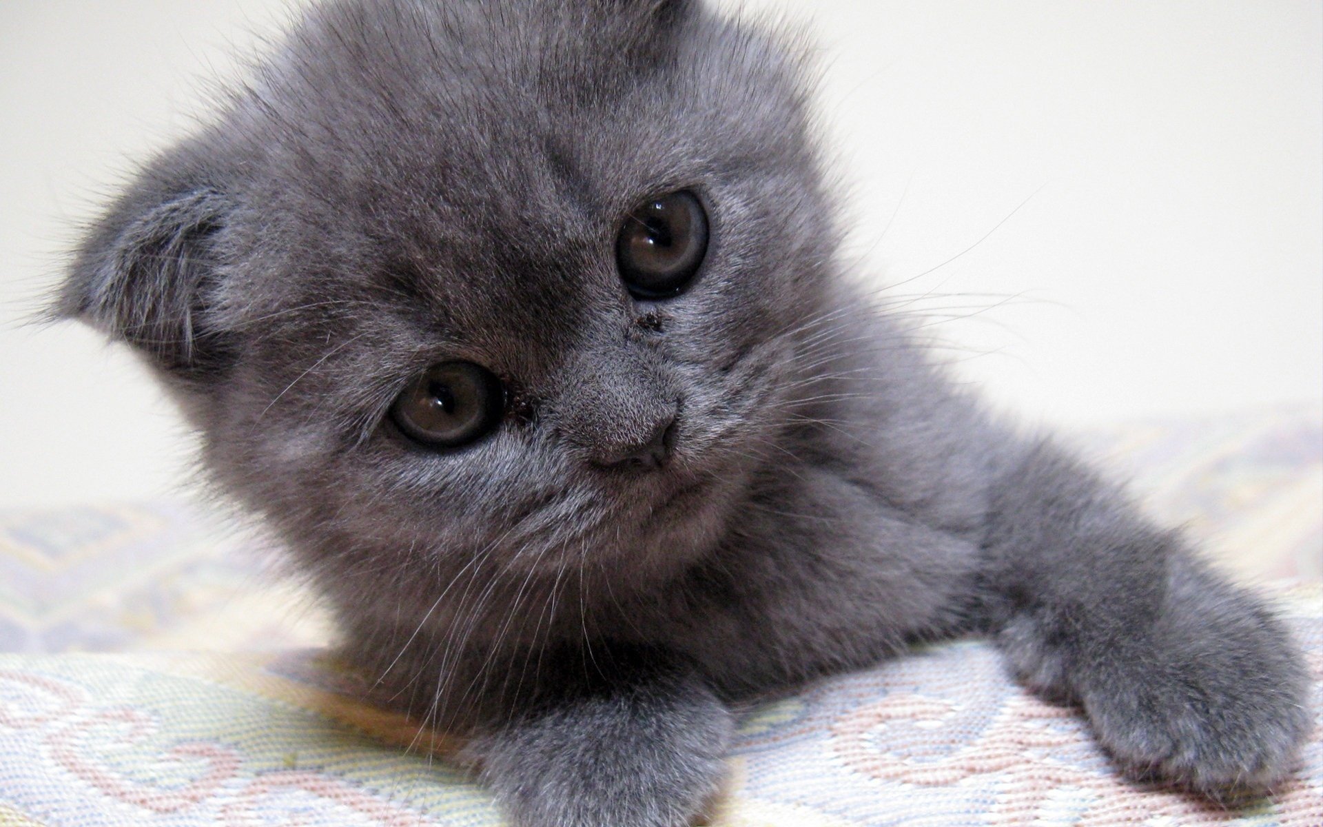 gray kitten gray kitten kitten