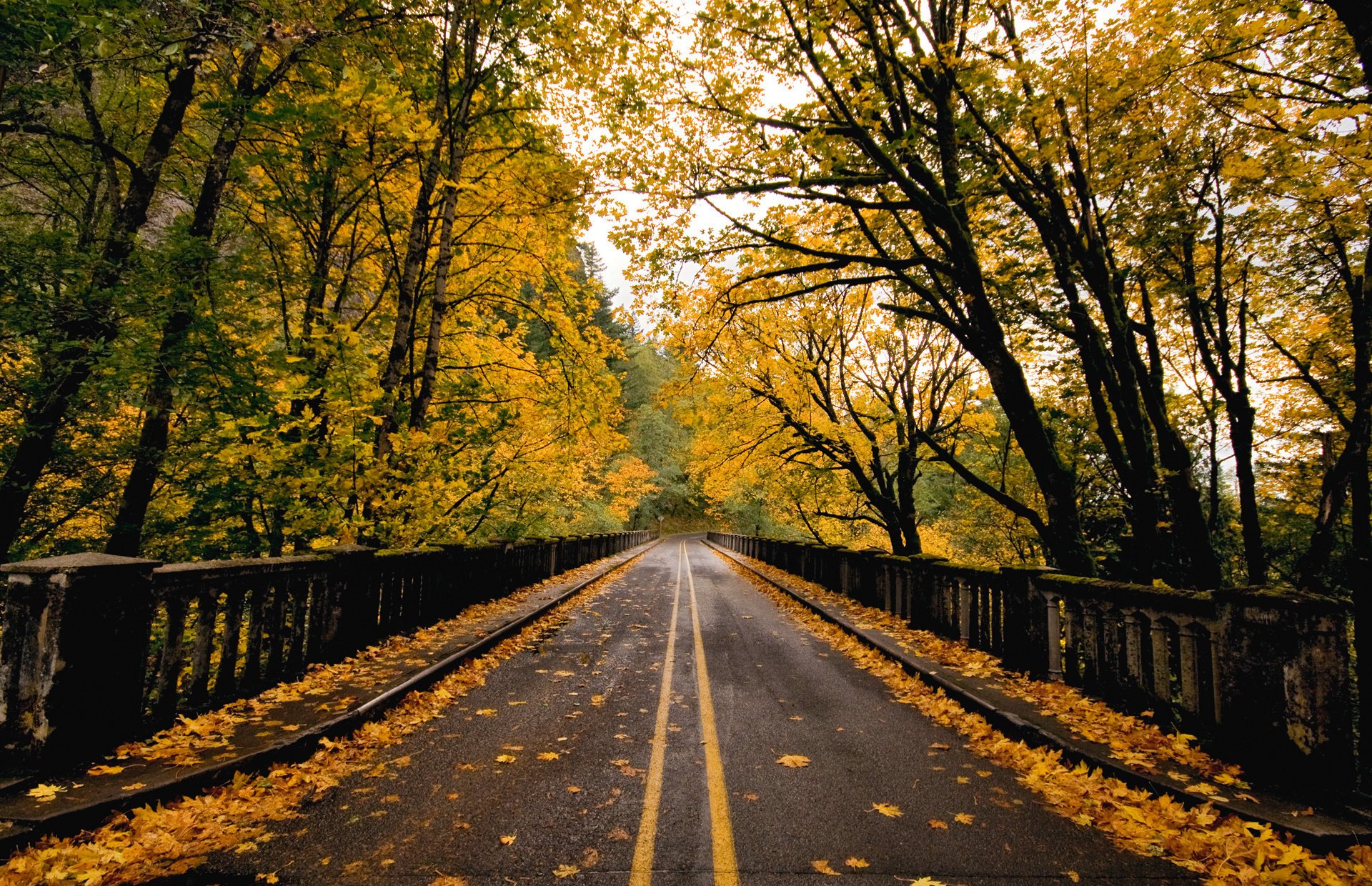 naturaleza carretera puente otoño follaje