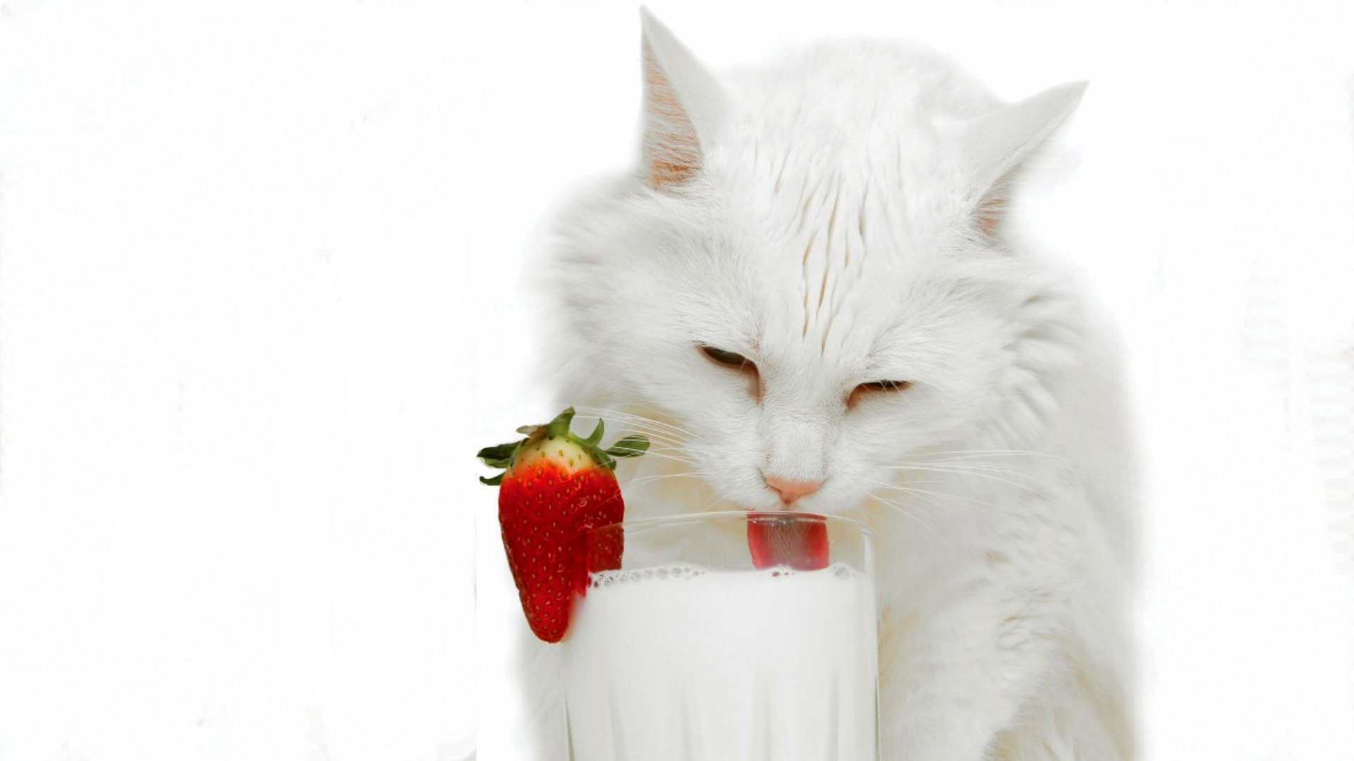 cat milk glass white strawberry