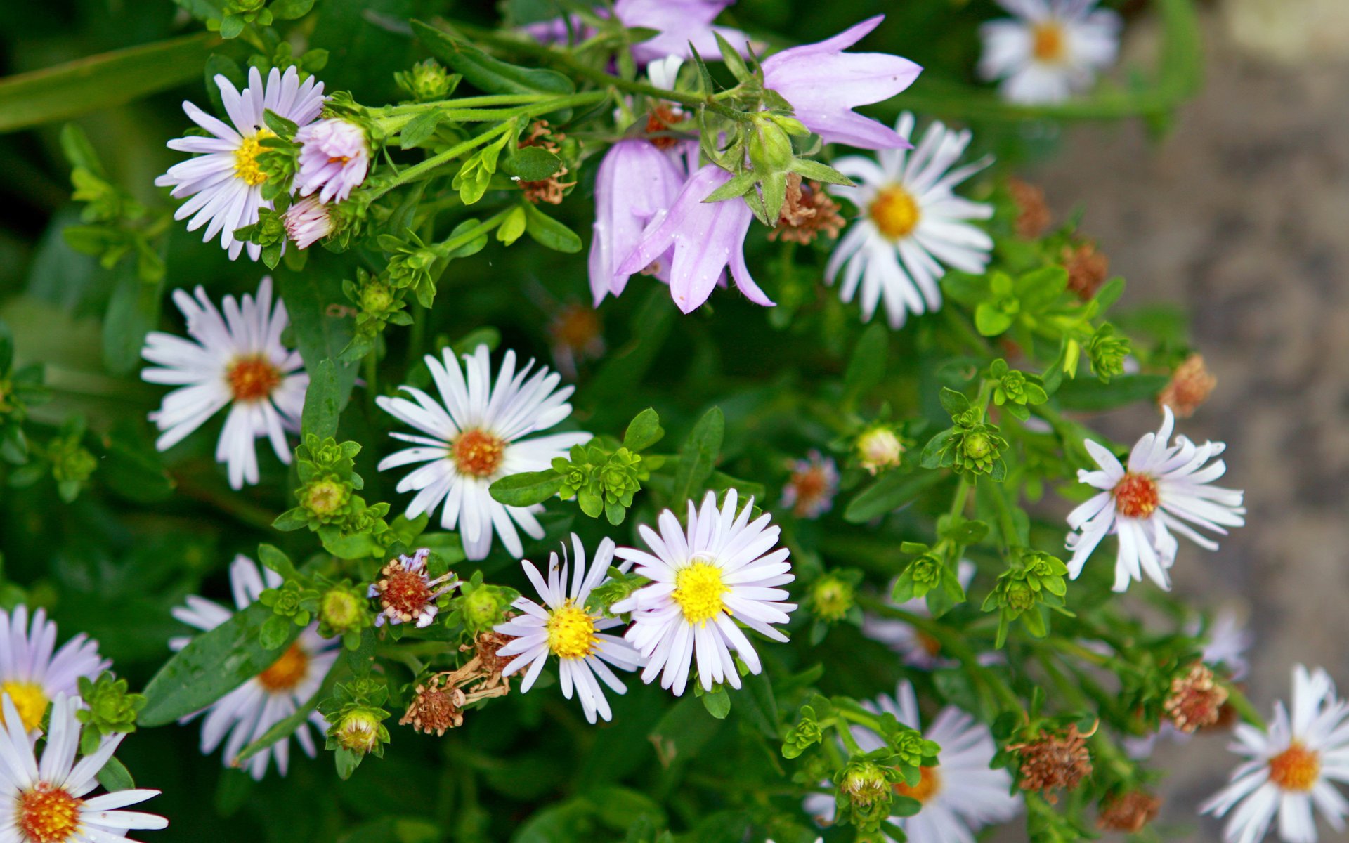 fiori primavera margherite viole