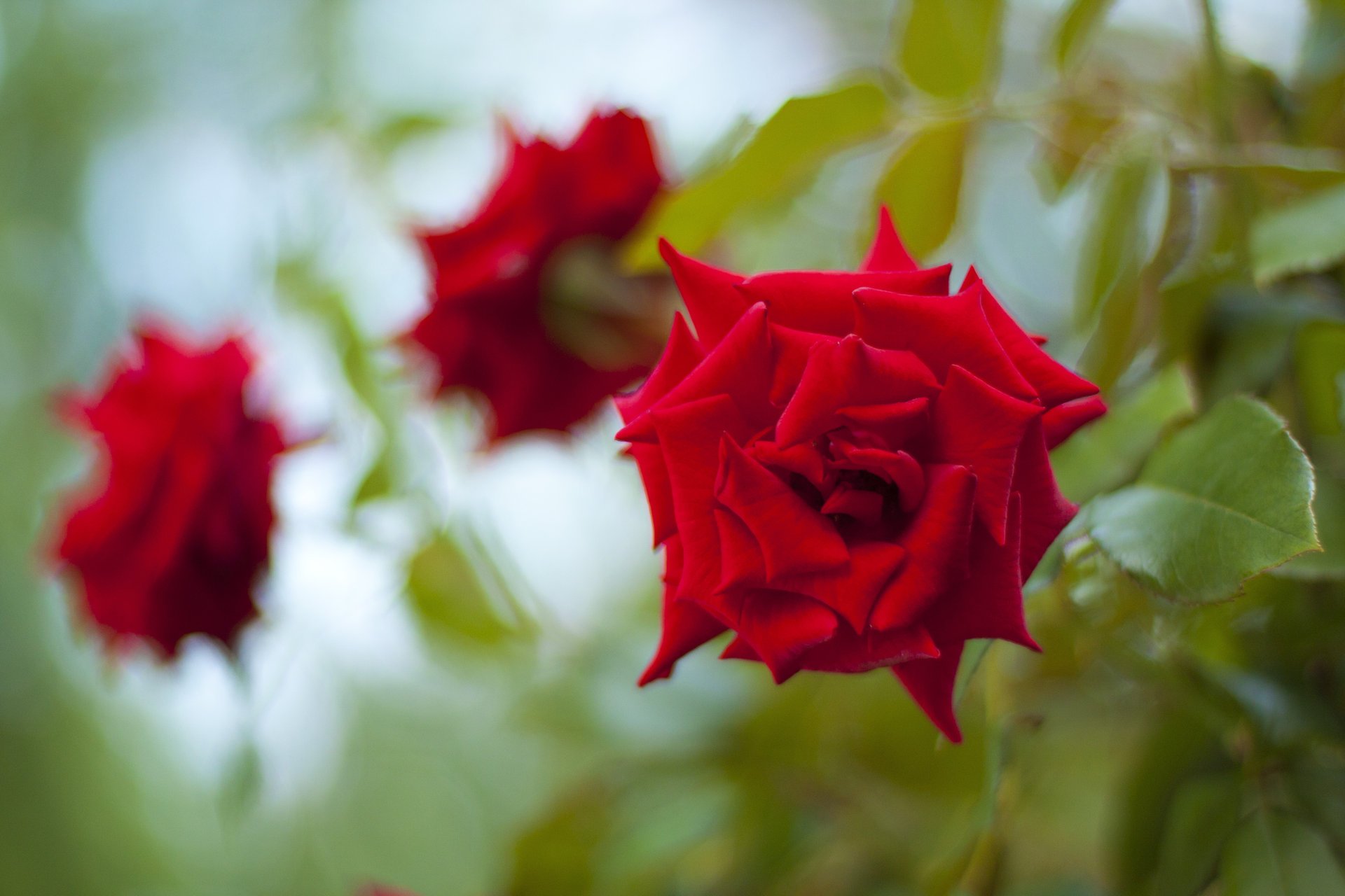 flower green flowers red rose three roses bud