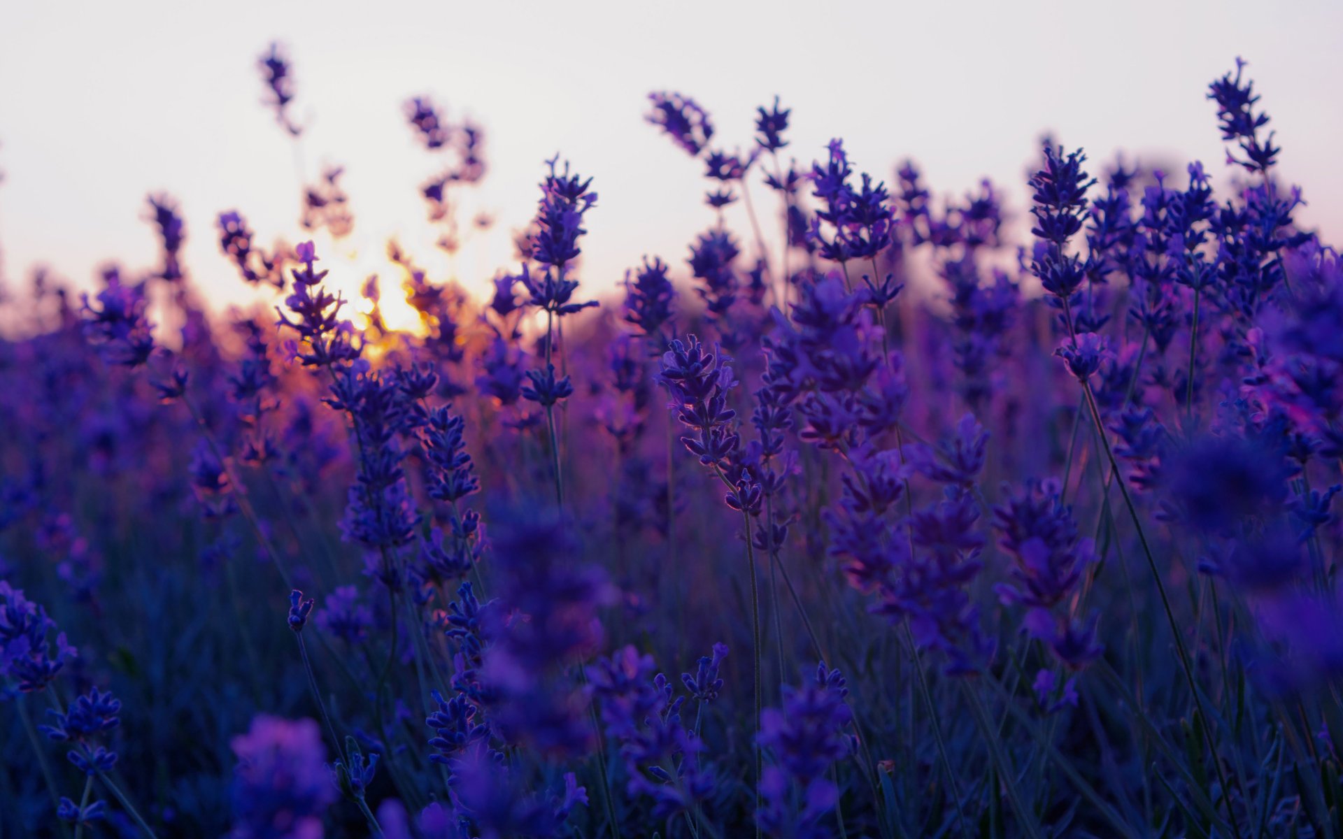 lavanda puesta de sol lavanda puesta de sol