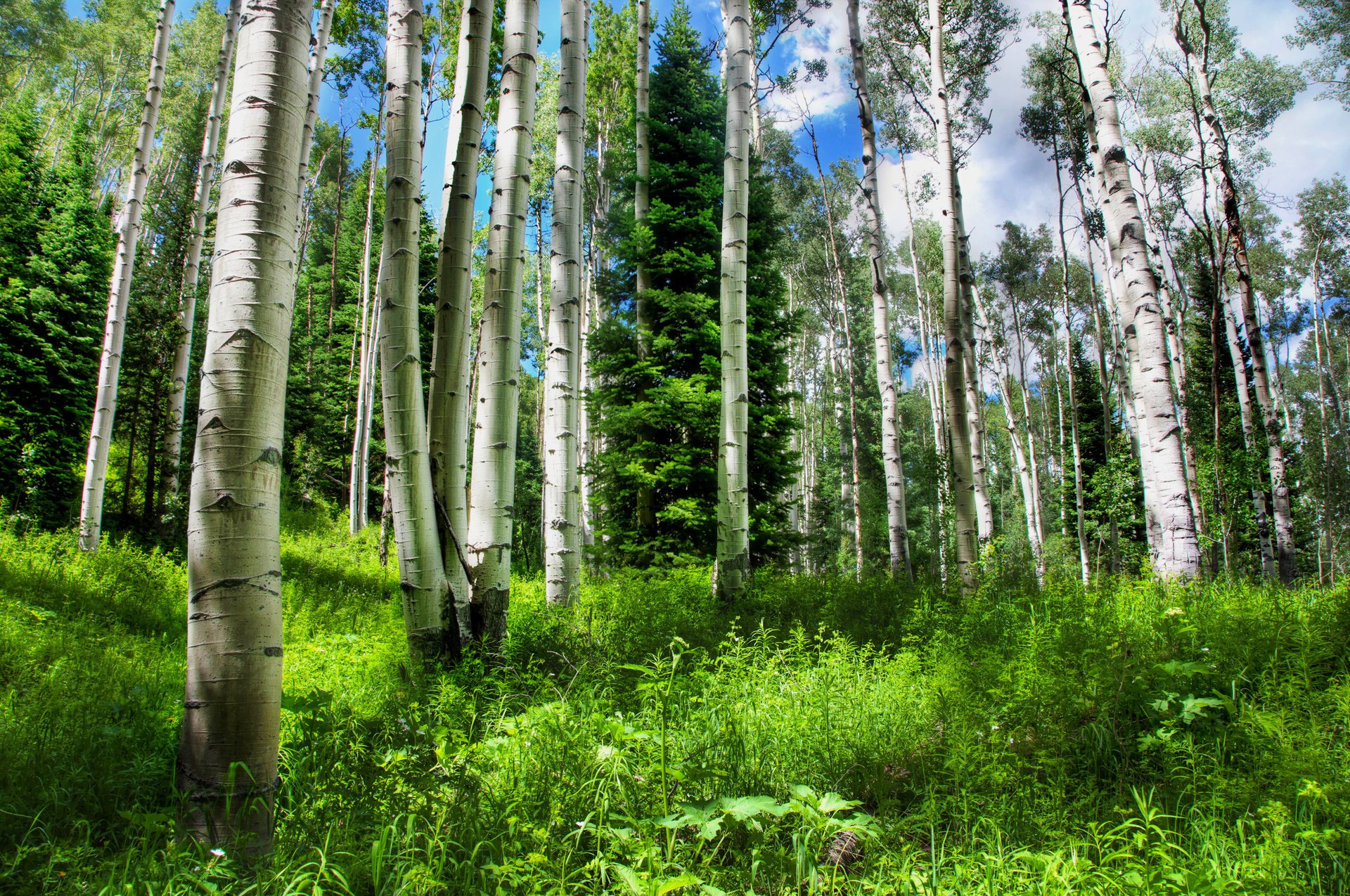 naturaleza brezy abeto hierba rusia bosque cielo