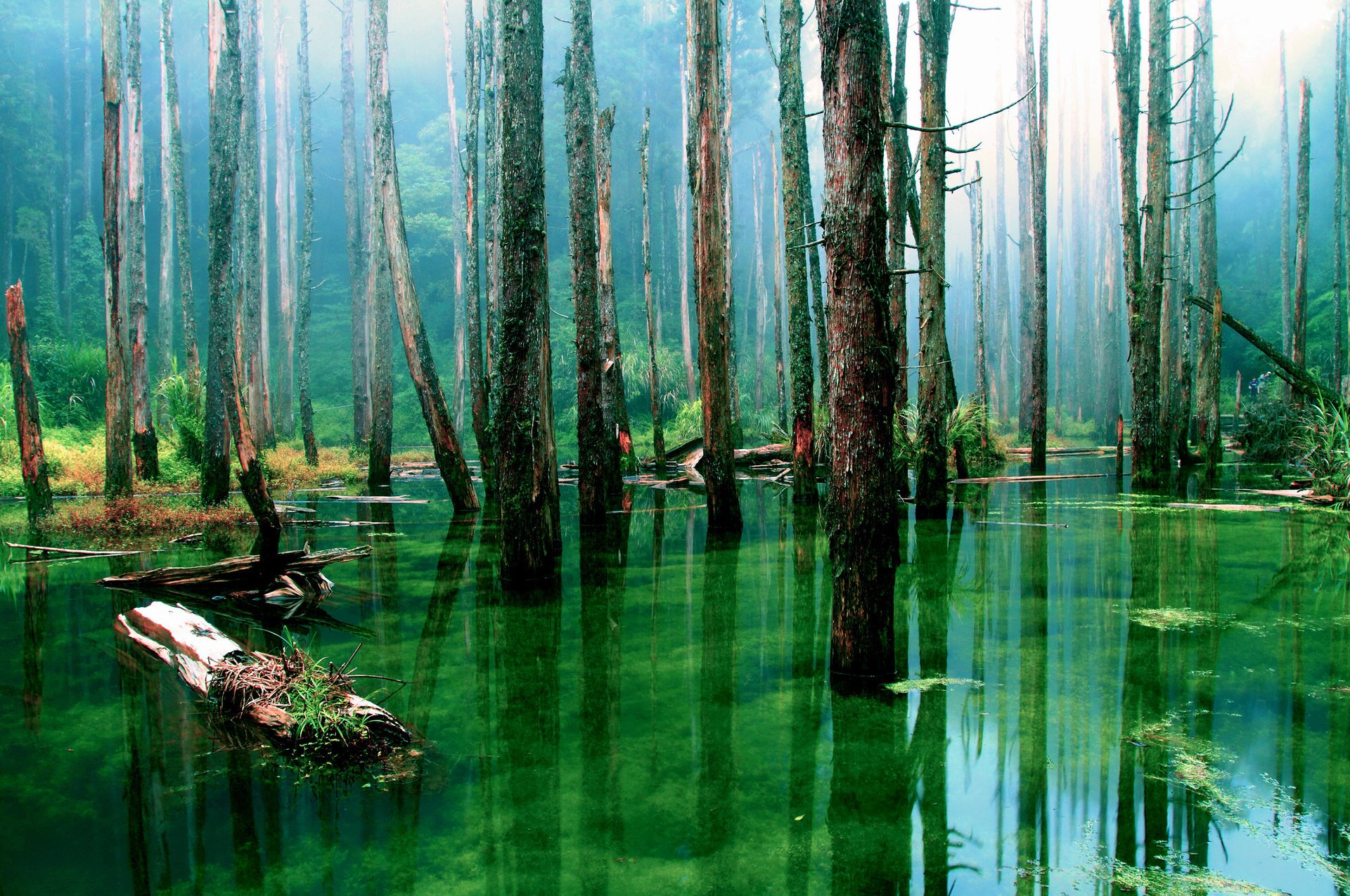 nature water swamp trees forest dry trunk