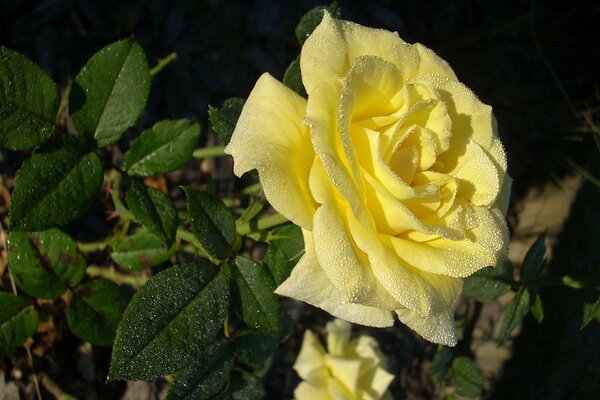 Rocío en el capullo de rosa amarillo